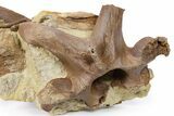 Edmontosaurus Bones With Associated Tendon - Wyoming #264580-1
